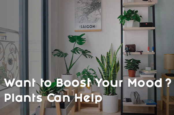 Want to Boost Your Mood? Plants Can Help